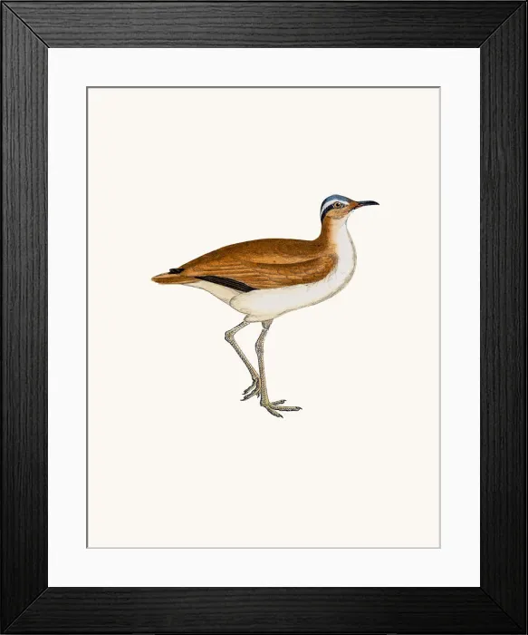 Framed Print : Courser. A photograph of an original hand-colored engraving Framed Print : Courser. A photograph of an original hand-colored engraving