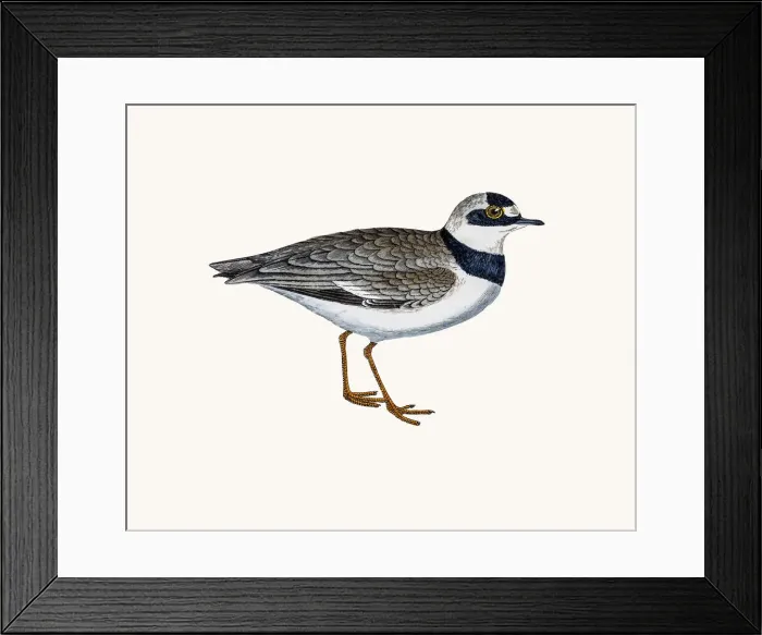 Framed Print : Dotterel plover bird Framed Print : Dotterel plover bird
