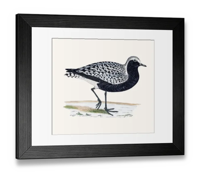 Framed Print : Grey Plover