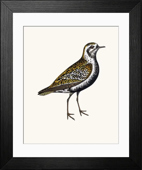 Framed Print : Lesser Golden Plover Framed Print : Lesser Golden Plover