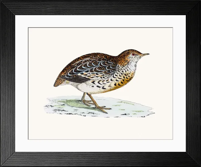 Framed Print : Andalusian Quail Framed Print : Andalusian Quail