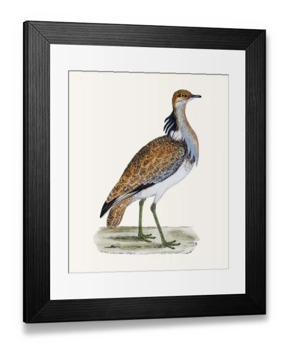 Framed Print : MacQueens bustard Framed Print : MacQueens bustard