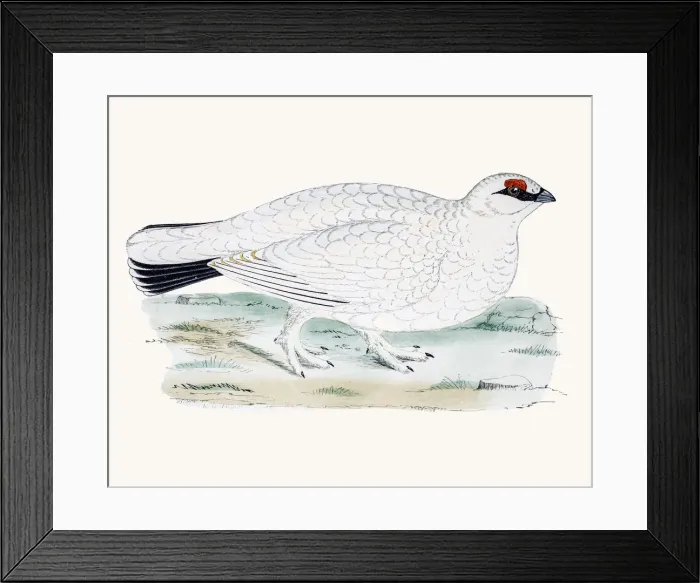 Framed Print : Ptarmigan. A photograph of an original hand-colored engraving Framed Print : Ptarmigan. A photograph of an original hand-colored engraving