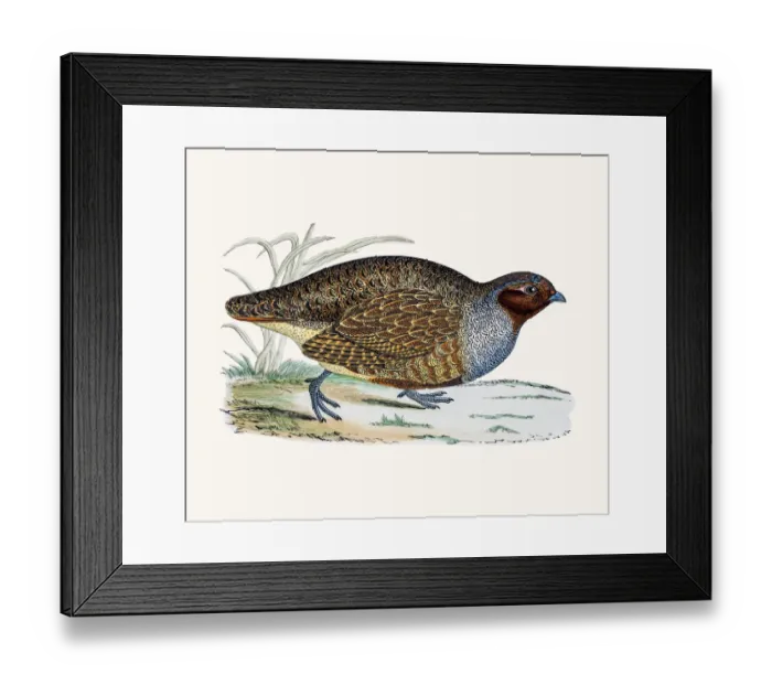 Framed Print : Partridge. A photograph of an original hand-colored engraving Framed Print : Partridge. A photograph of an original hand-colored engraving