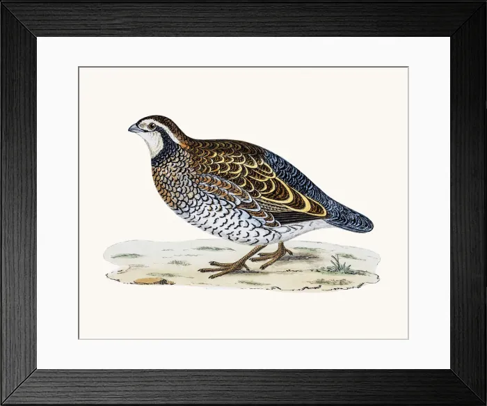 Framed Print : Virginian Partridge Framed Print : Virginian Partridge