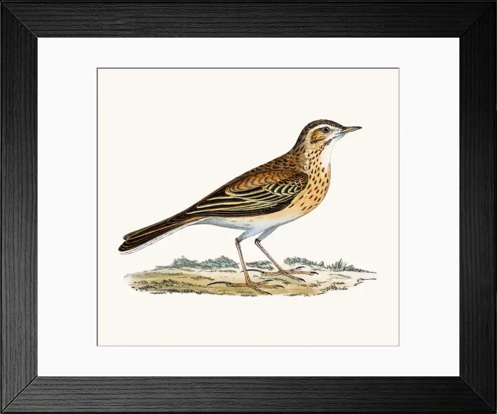 Framed Print : Richards Pipit