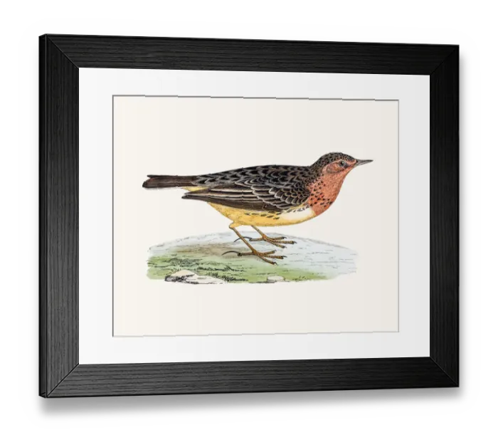 Framed Print : Red-Throated Pipit Framed Print : Red-Throated Pipit