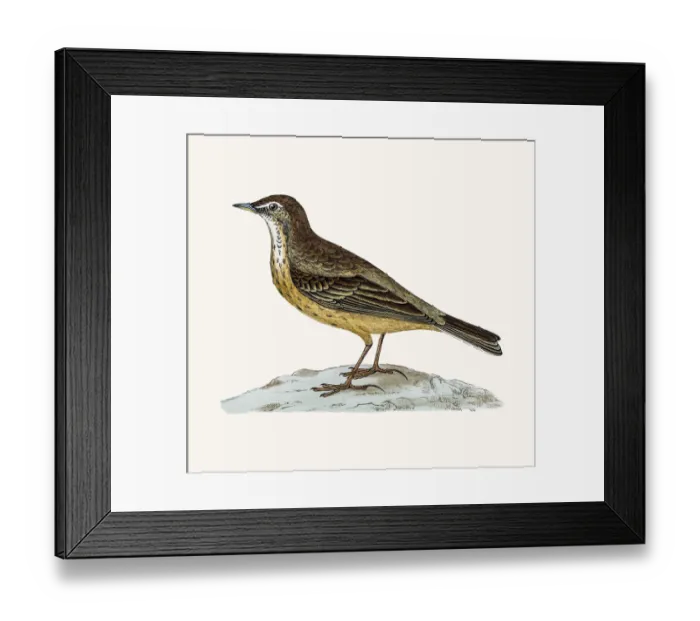 Framed Print : Rock pipit Framed Print : Rock pipit