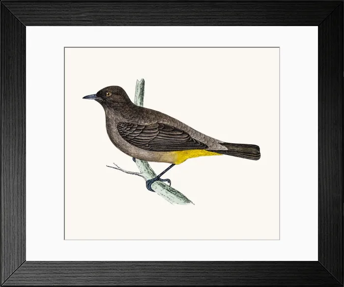 Framed Print : Gold-Vented thrush Framed Print : Gold-Vented thrush