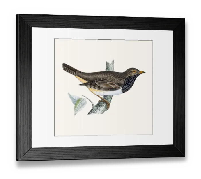 Framed Print : Black throated thrush Framed Print : Black throated thrush