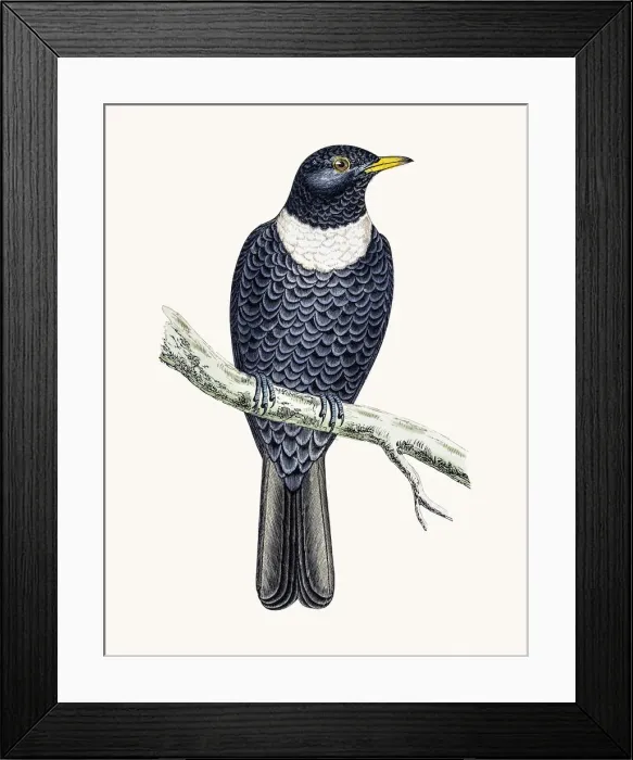 Framed Print : Ring Ouzel bird Framed Print : Ring Ouzel bird