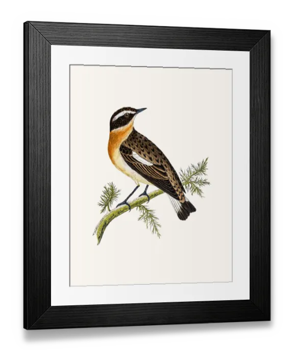Framed Print : Whinchat. A photograph of an original hand-colored engraving Framed Print : Whinchat. A photograph of an original hand-colored engraving