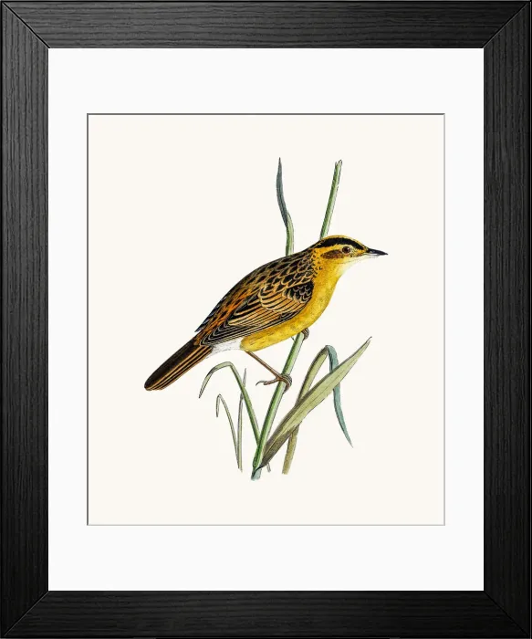 Framed Print : Aquatic warbler Framed Print : Aquatic warbler