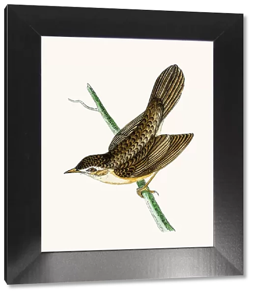 Grasshoper warbler