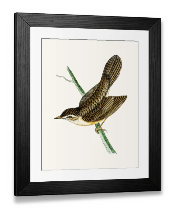 Framed Print : Grasshoper warbler
