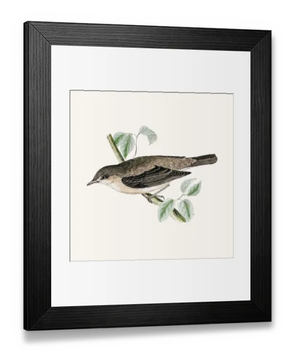 Framed Print : Garden warbler