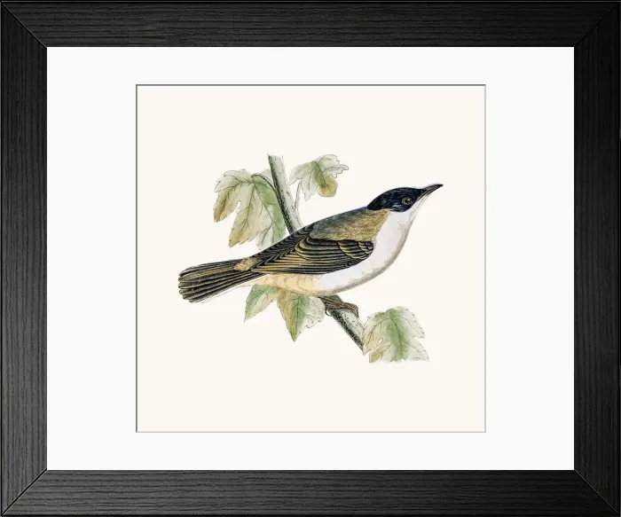 Framed Print : Orphean warbler