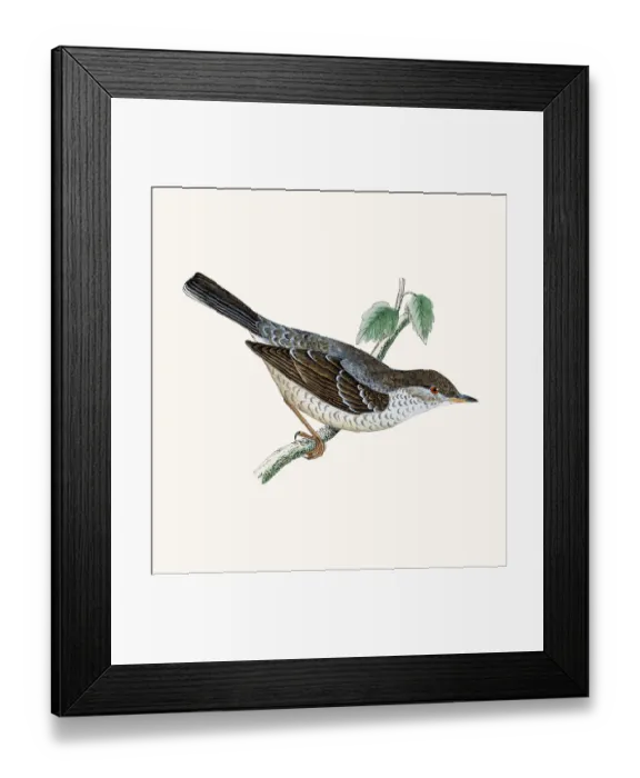 Framed Print : Barred warbler Framed Print : Barred warbler