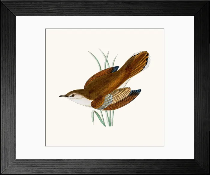 Framed Print : Rufous warbler Framed Print : Rufous warbler