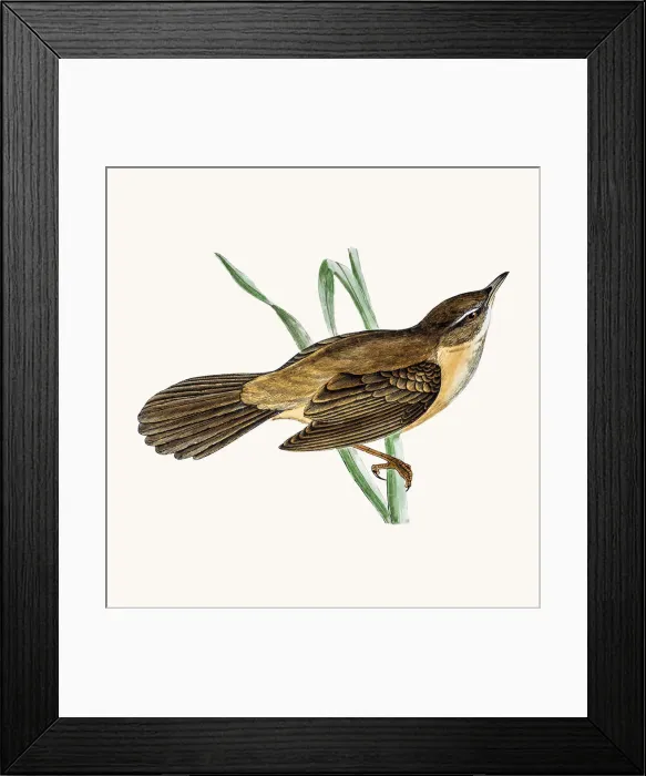 Framed Print : Great sedge warbler