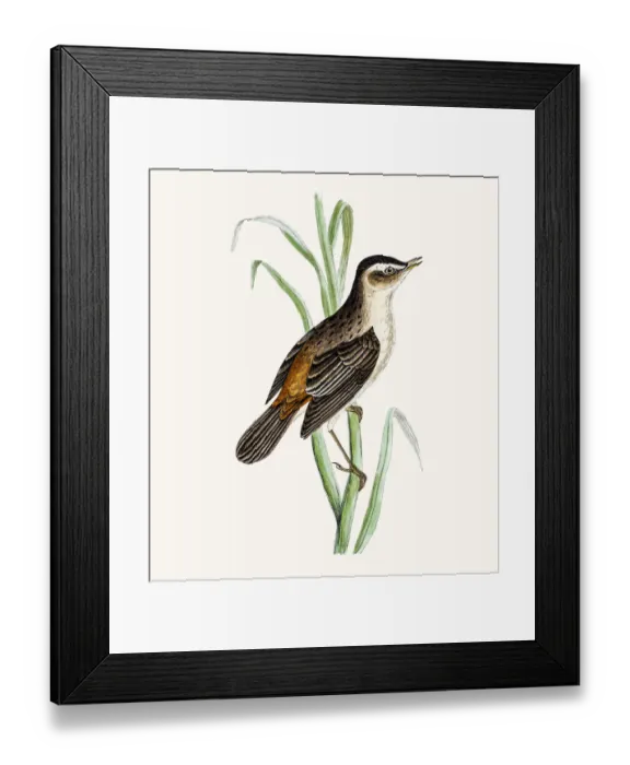 Framed Print : Sedge warbler