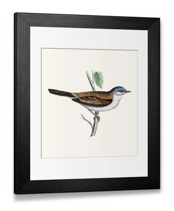 Framed Print : Whitethroat Framed Print : Whitethroat