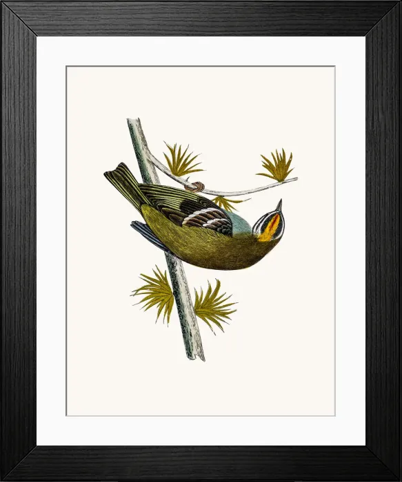 Framed Print : Firecrest bird