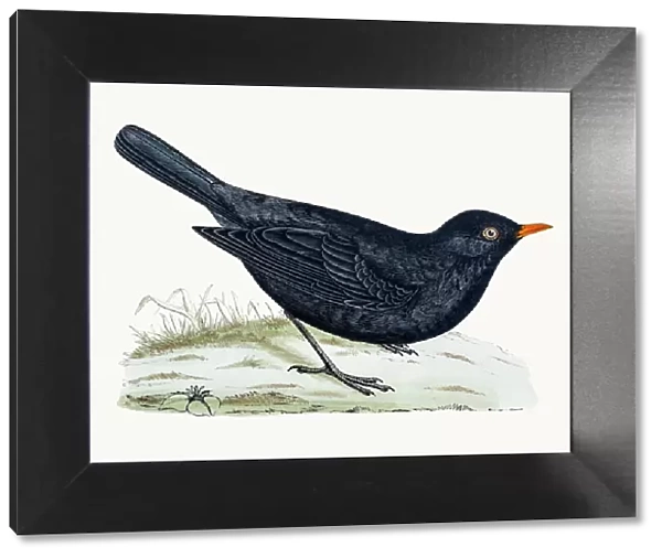 Blackbird or True thrush