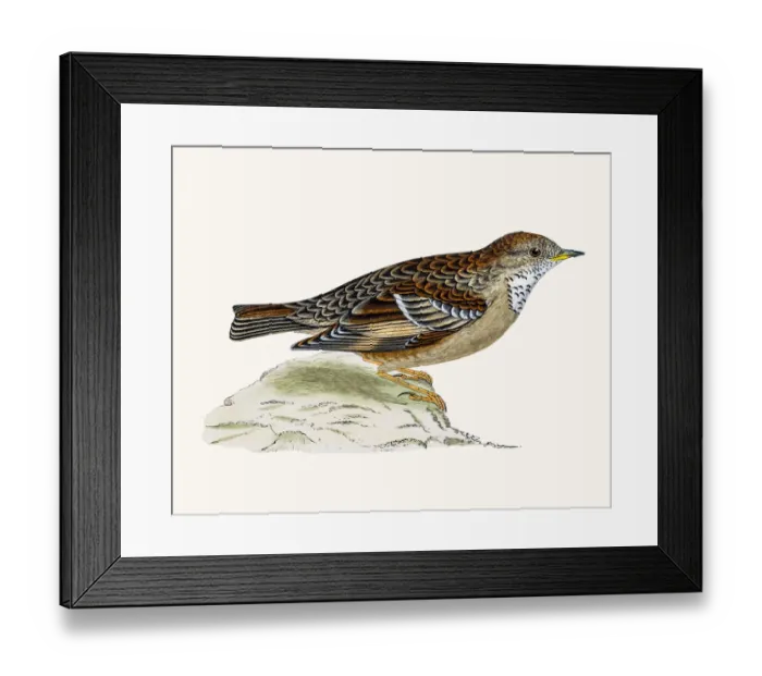 Framed Print : Alpine Warbler bird