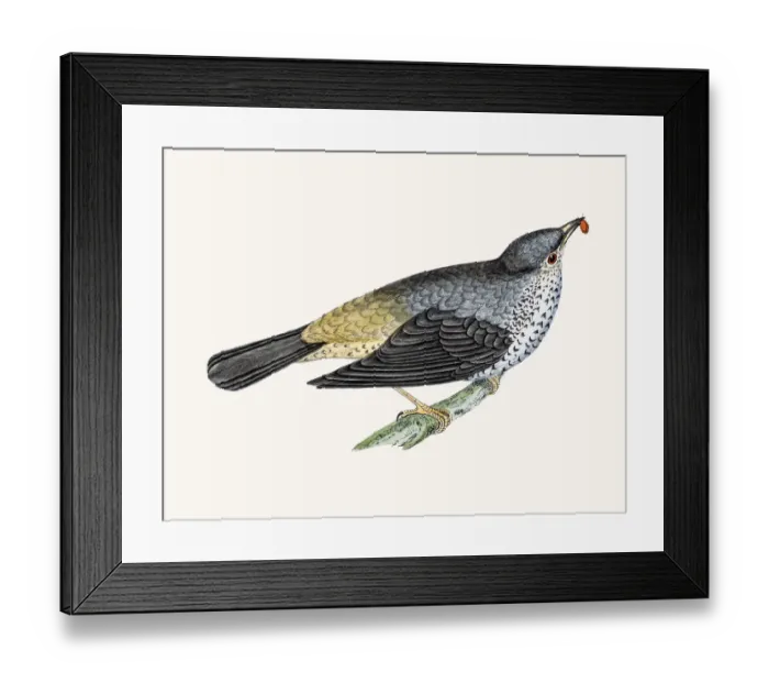 Framed Print : Mistle thrush bird Framed Print : Mistle thrush bird