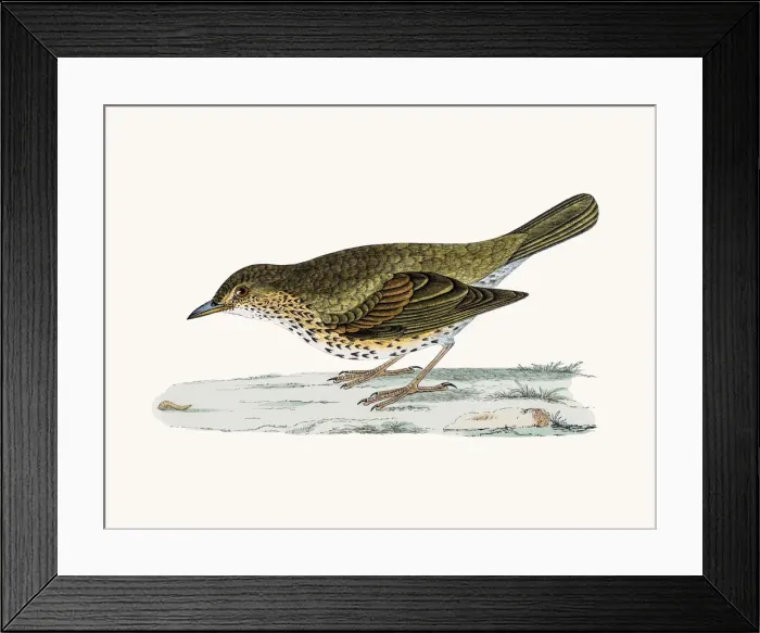 Framed Print : Thrush bird Framed Print : Thrush bird