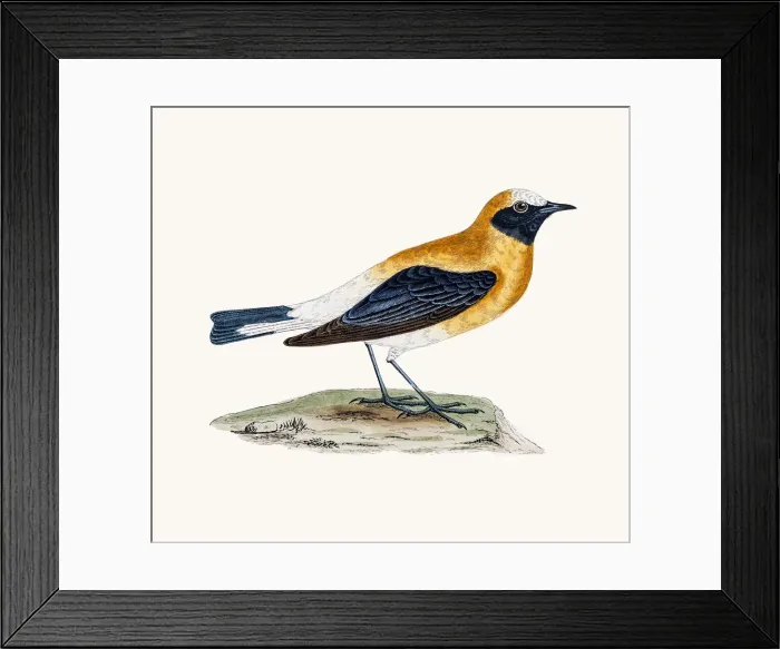 Framed Print : Black-throated Wheatear Framed Print : Black-throated Wheatear