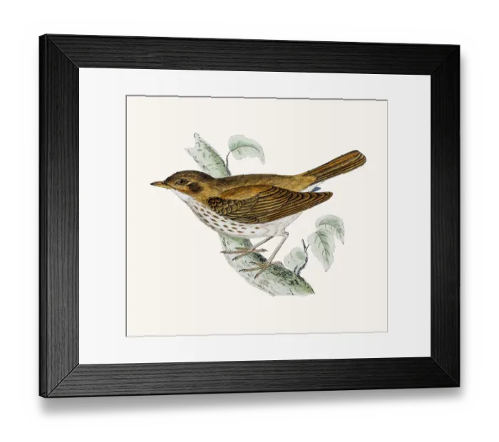 Framed Print : Thrush bird Framed Print : Thrush bird