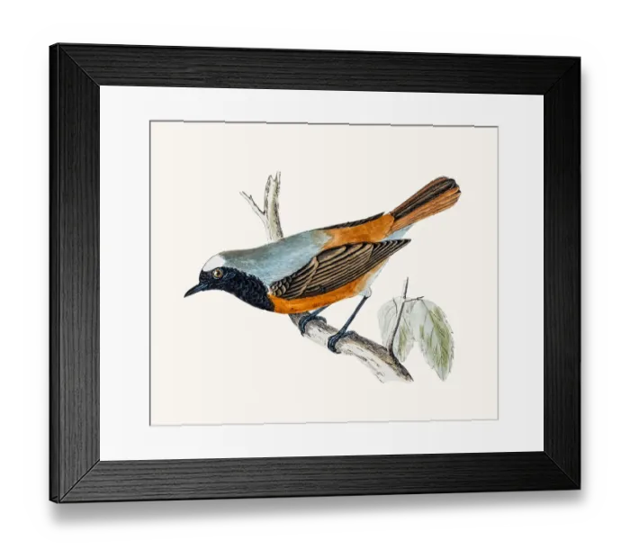 Framed Print : Redstart bird Framed Print : Redstart bird