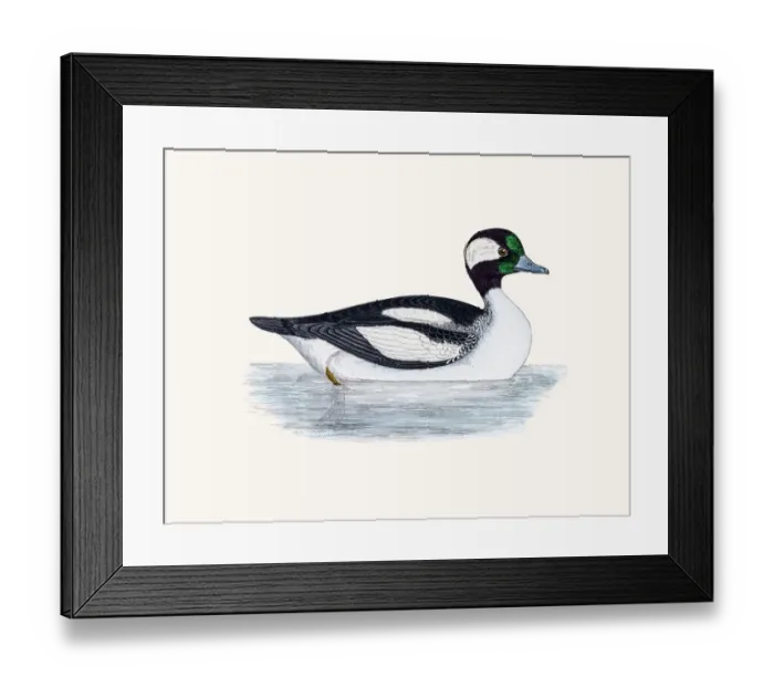 Framed Print : Buffelhead Duck Waterfowl bird Framed Print : Buffelhead Duck Waterfowl bird