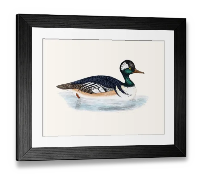 Framed Print : Hooded Merganser Duck Waterfowl bird Framed Print : Hooded Merganser Duck Waterfowl bird