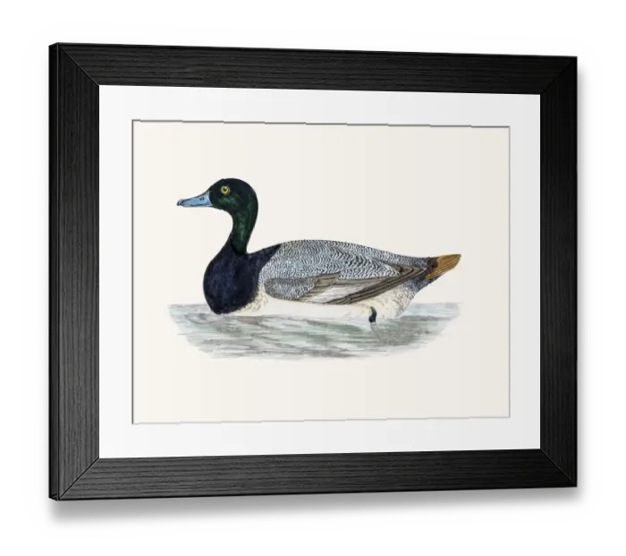 Framed Print : Scaup Duck Waterfowl bird Framed Print : Scaup Duck Waterfowl bird