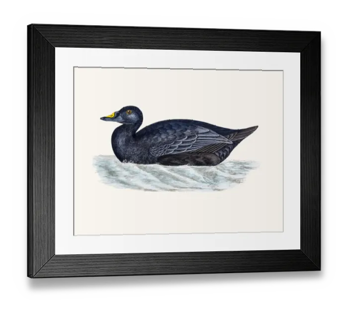 Framed Print : Scoter Duck Waterfowl bird Framed Print : Scoter Duck Waterfowl bird