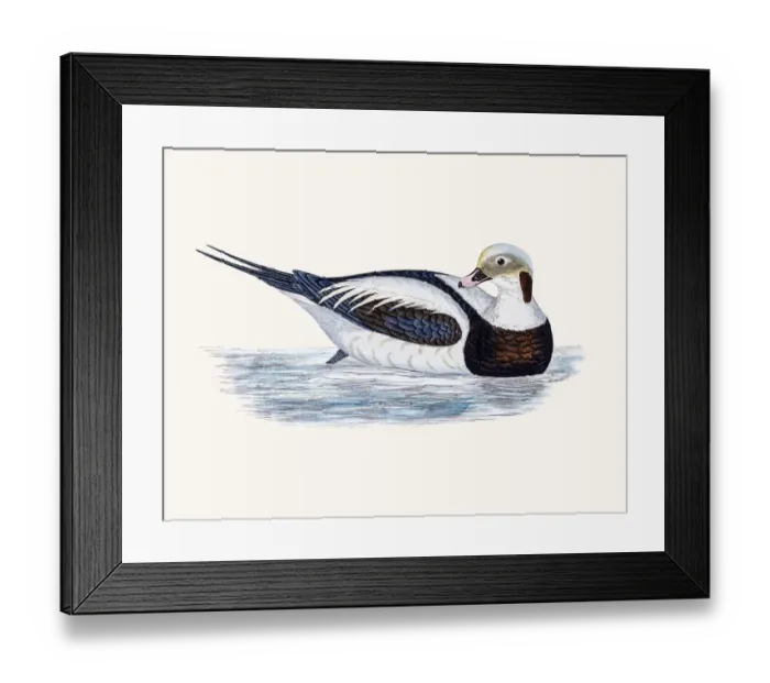 Framed Print : Long-Tailed Oldsquaw Duck Waterfowl bird Framed Print : Long-Tailed Oldsquaw Duck Waterfowl bird
