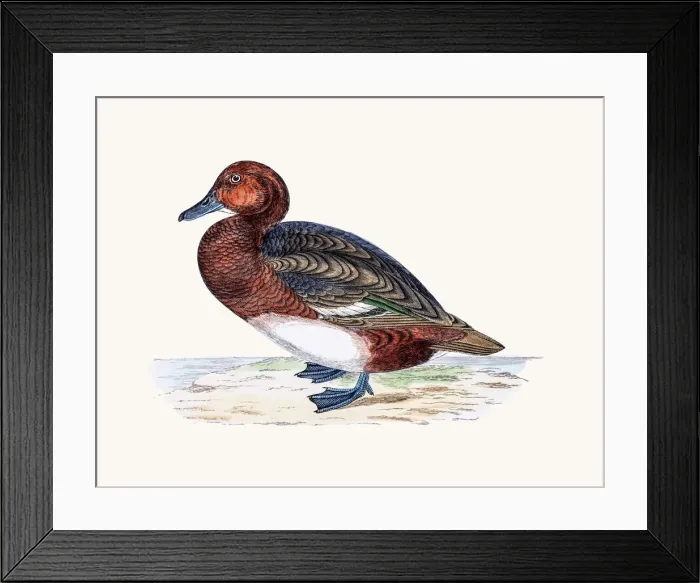 Framed Print : Ferruginous Duck Waterfowl bird Framed Print : Ferruginous Duck Waterfowl bird