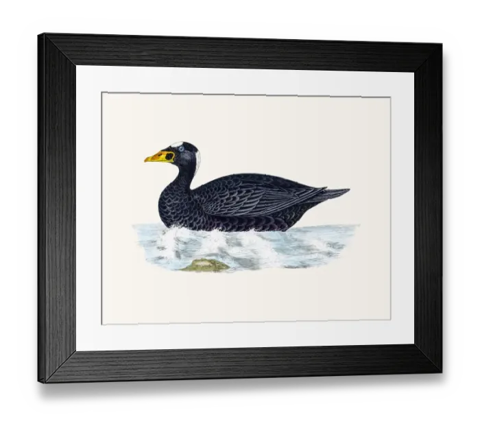 Framed Print : Surf Scoter Sea Duck Waterfowl bird Framed Print : Surf Scoter Sea Duck Waterfowl bird