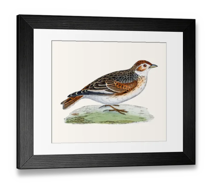 Framed Print : White-Winged Lark bird Framed Print : White-Winged Lark bird