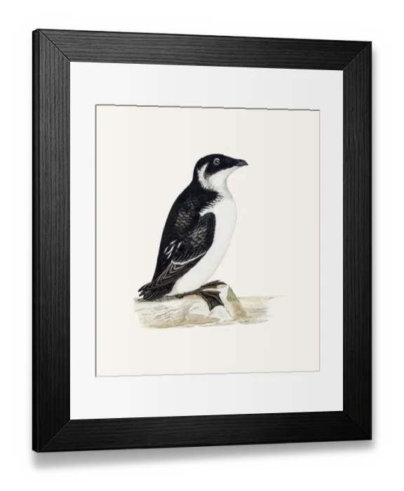 Framed Print : Rotche or Alle alle bird Framed Print : Rotche or Alle alle bird