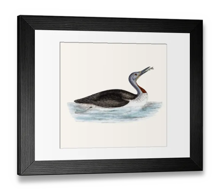 Framed Print : Red throated Loon bird Framed Print : Red throated Loon bird