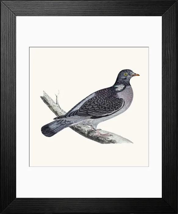 Framed Print : Ring dove bird Framed Print : Ring dove bird