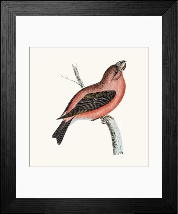 Framed Print : Crossbill bird Framed Print : Crossbill bird