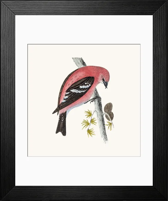 Framed Print : Crossbill bird Framed Print : Crossbill bird