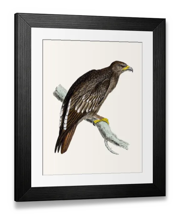 Framed Print : Spotted Eagle Framed Print : Spotted Eagle