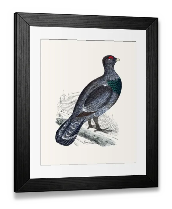 Framed Print : Tetrao Capercally bird Framed Print : Tetrao Capercally bird
