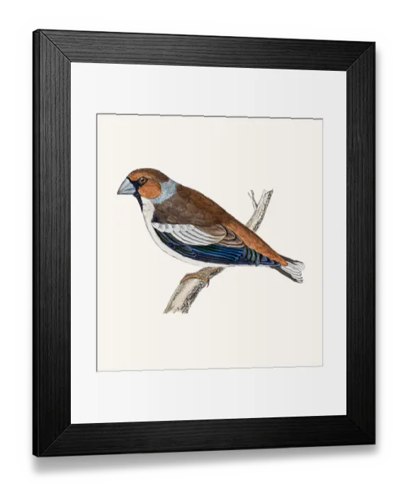 Framed Print : Hawfinch bird